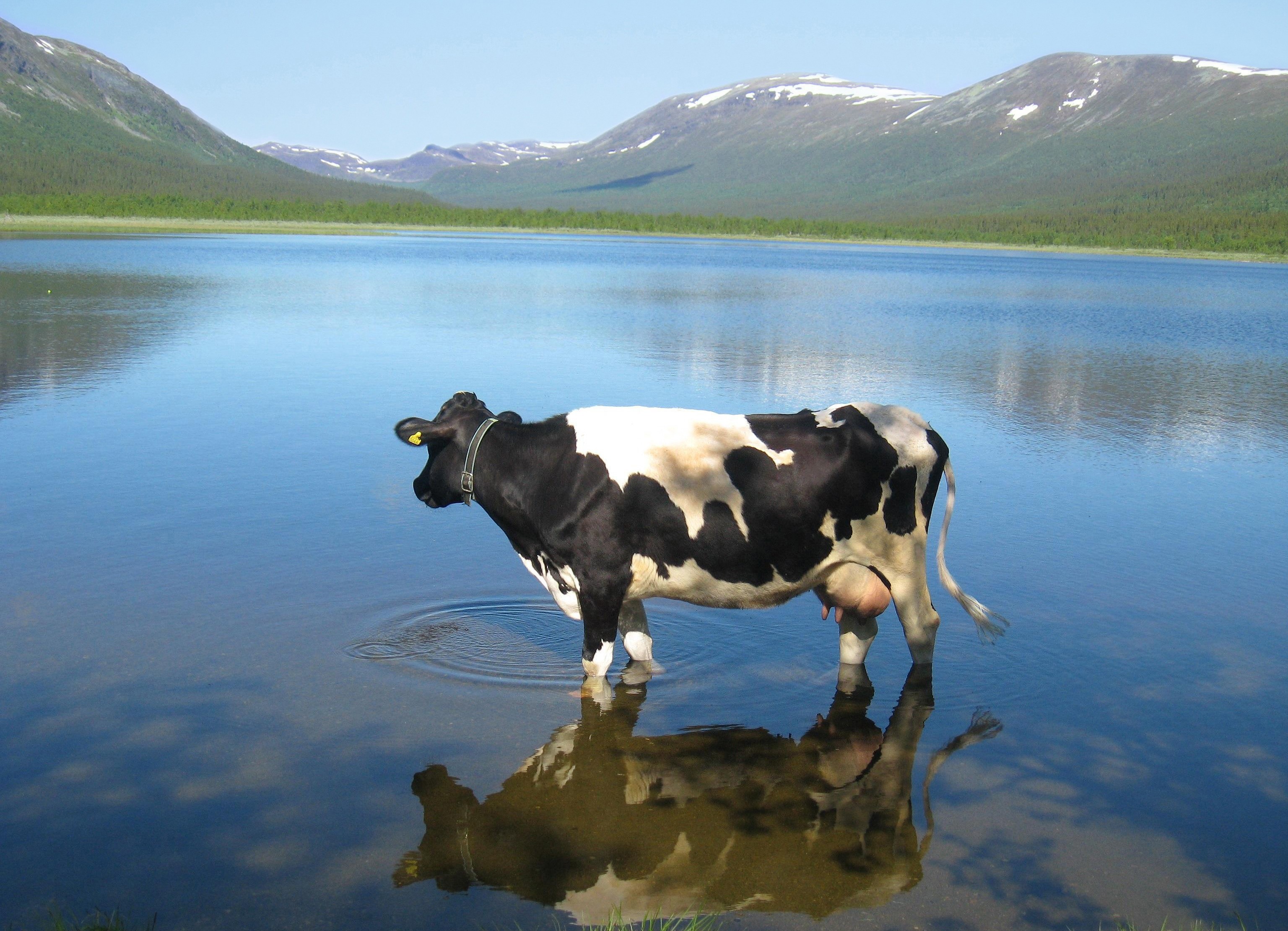 Tillgång till livsmedel i norra Sverige är inte ett regionalt särintresse, utan en nationell beredskapsfråga Foto: Solweig Benediktsson
