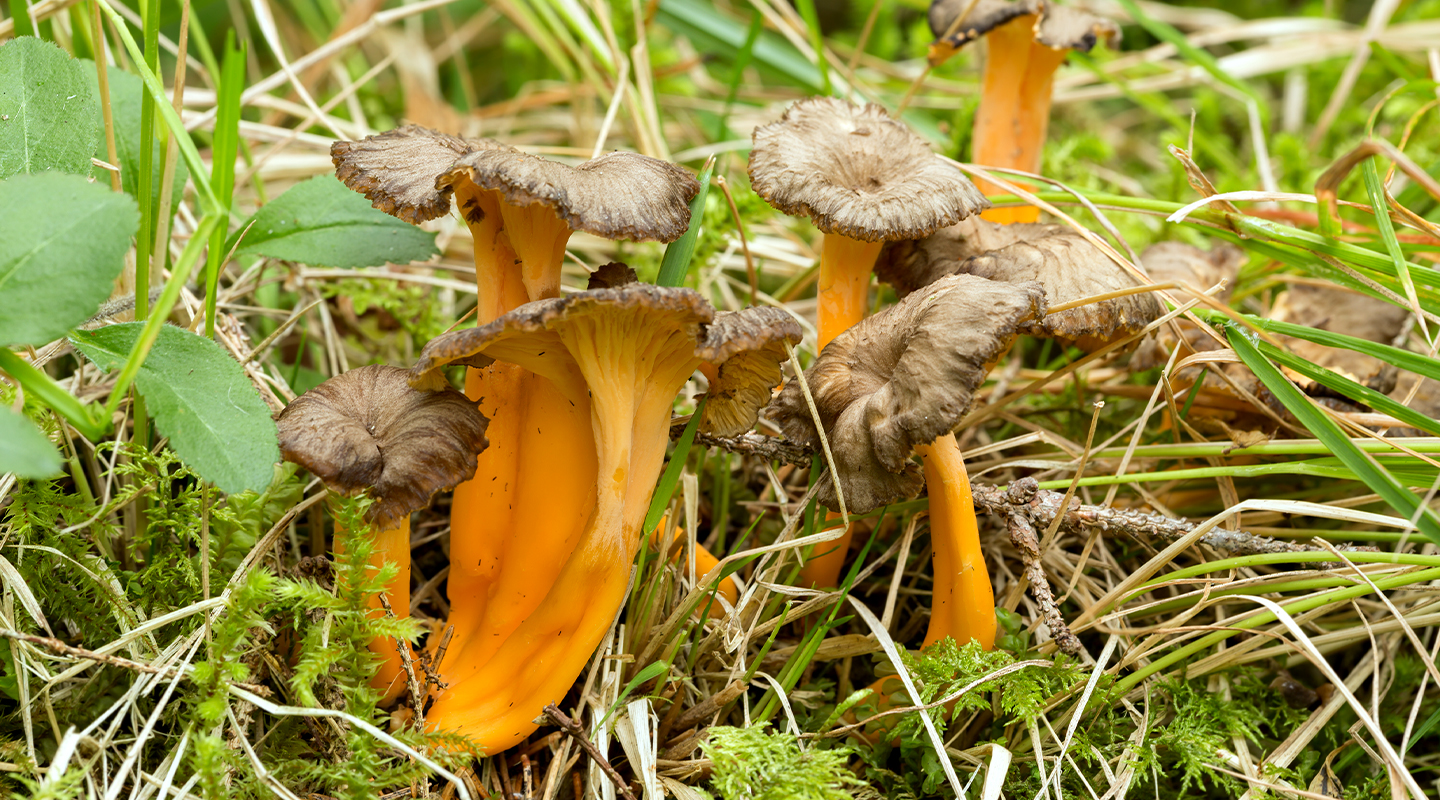 Trumpetsvamp_1440x800