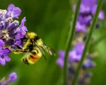 Så kan du hjälpa pollinerarna på traven