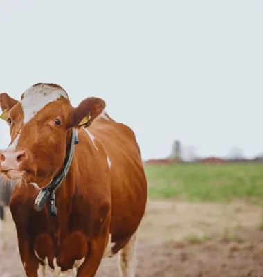 Totalt 270 miljoner euro av Arlas resultat går tillbaka till de 8 000 nordeuropeiska mjölkbönderna som äger företaget. Foto: Arla