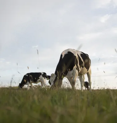 Arla stärker både kvalitetsprogram och klimatåtgärder