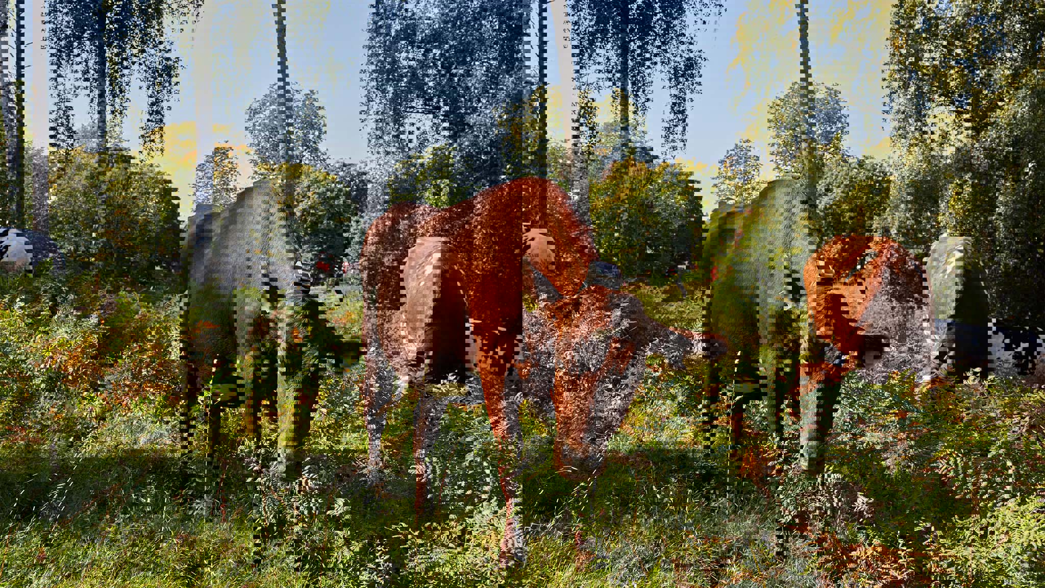 Virtuella stängsel med hjälp av GPS