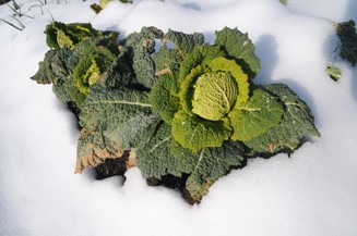 grönkål i snö.jpg