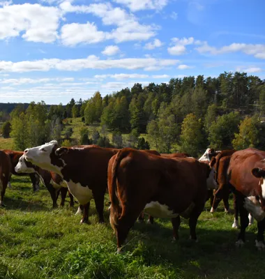 Svensk mjölk- och nötköttsproduktion kan nå Parisavtalets klimatmål. Foto:Växa