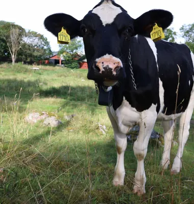 Virtuella stängsel kan rädda Sveriges naturbetesmarker. I ett projekt på Arlas innovationsgård agerar tjugo kvigor naturvårdare när de betar i de igenvuxna hagarna. Foto: Arla