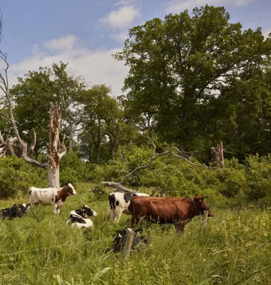 De nya poängen i FarmAhead™ Ersättning fokuserar på kolinlagring och gödselhantering. Foto: Arla