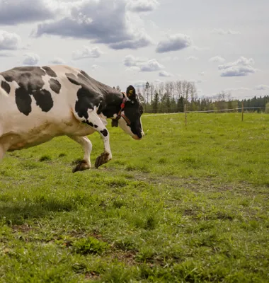 Ystra kor springer ut på årets första gröngbete – ett tydligt och efterlängtat vårtecken som lockar tusentals besökare. Foto: Arla