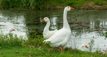 Mårten gås – därför äter vi gåsamiddag