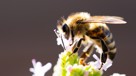 Bin och pollinering