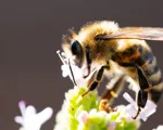 Bin och pollinering