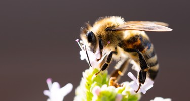 Bin och pollinering