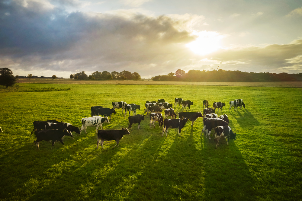 Genom att följa SBTi:s FLAG-riktlinjer kan Arla redovisa utsläpp och kolinlagring mer exakt och i linje med internationell klimatrapportering. Foto: Arla