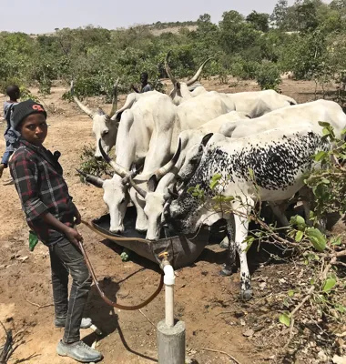 Arla har drivit ett försöksprojekt i Nigeria sedan 2016.