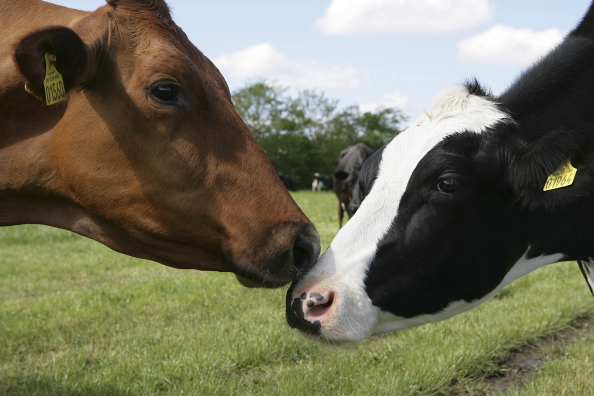 Data från FarmAhead Beräkning kan nu återanvändas i Agrosfär. Foto: Arla
