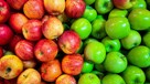 Äppelsorter – svenska och utländska äpplen vi älskar