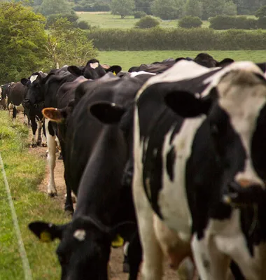 Arla testar möjligheterna med regenerativ mjölkproduktion