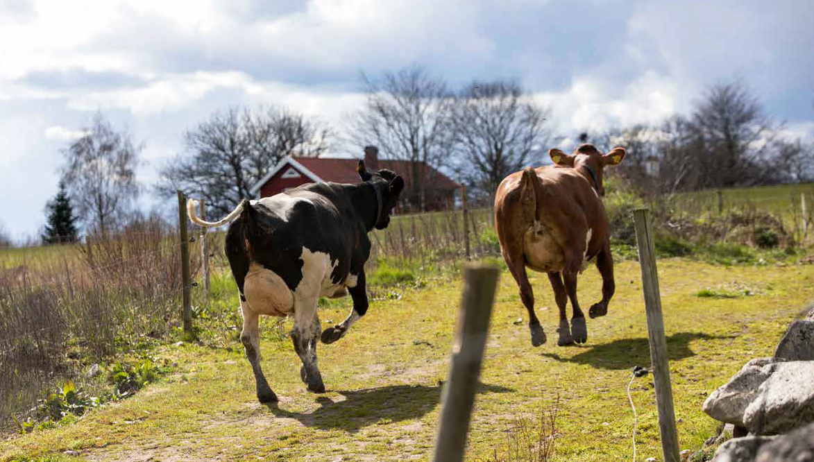 Äntligen kosläpp med publik! Arla