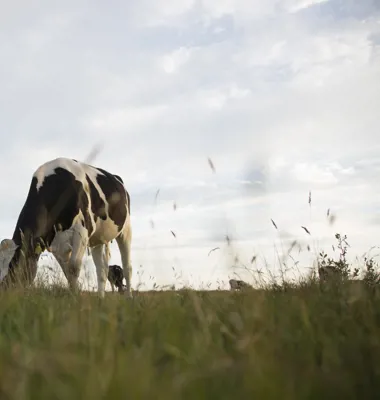 Arla ska minska mjölkgårdarnas utsläpp av växthusgaser med 30 procent till 2030, jämfört med basåret 2015. Foto: Arla
