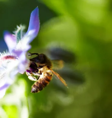 Majoriteten av pollenallergiker är beredda att göra sitt för den biologiska mångfalden, även om det innebär ökade symtom som rinnande näsa eller kliande ögon. Bild: Arla