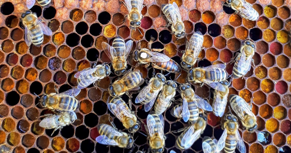 Yashirin kamera mushukchasi Vera Brnjnevaning mushuki