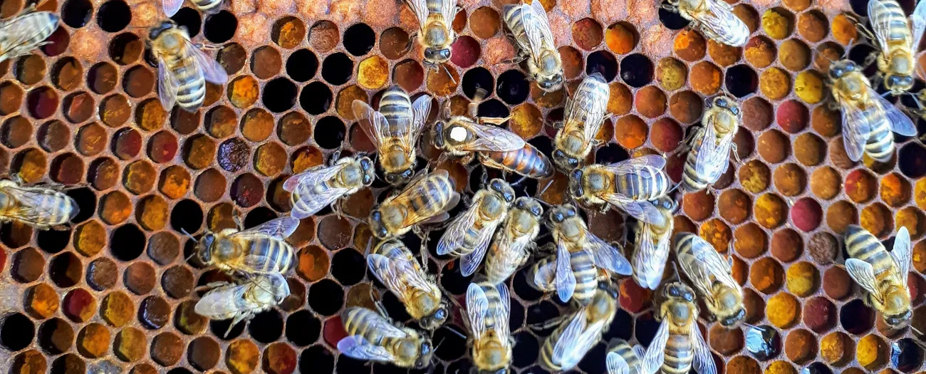 Qattiq sperma tami Erkak mushukni yalaydi (shaxsiy fotosuratlar)