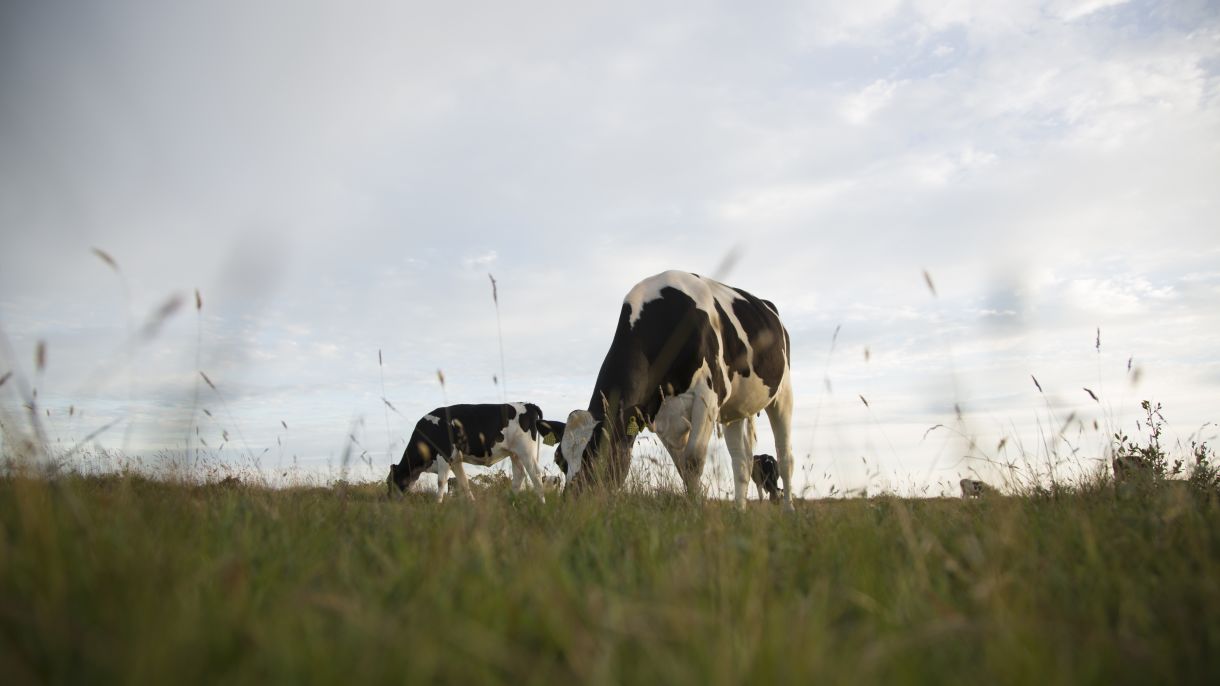 Fyra av fem Arlabönder har djur som betar på naturbetesmarker – nu premieras det arbetet i FarmAhead™ Ersättning. Foto: Arla