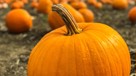 Pumpa – från halloweenprydnad till maträtt