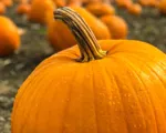 Pumpa – från halloweenprydnad till maträtt