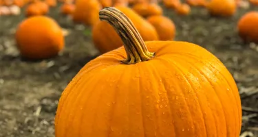 Pumpa – från halloweenprydnad till maträtt