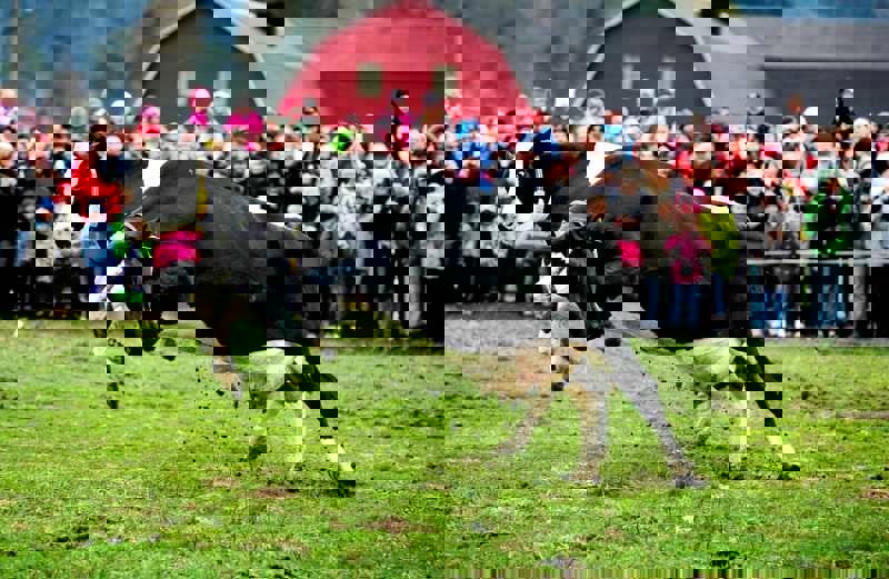 Arla har arrangerat publika kosläpp sedan 2005. Foto: Arla.