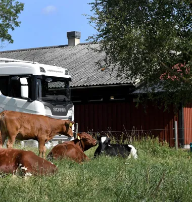 I augusti ligger priset som Arlabönderna får betalt för sin mjölk kvar på samma nivåer som i juli. Foto: Arla