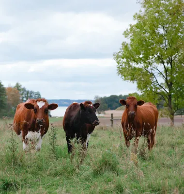 Arlas totala satsningar på klimat- och hållbarhetsområdet kommer inte att minska, utan tvärtom öka. Foto: Arla