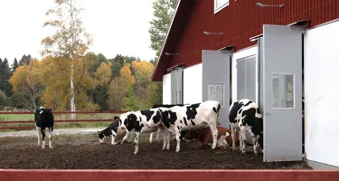 Innovation och smartare djurhållning med ny teknik