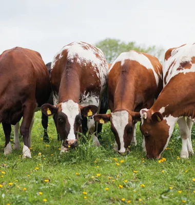 Arla Sverige vill leda utvecklingen mot mjölk med netto noll klimatavtryck