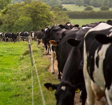 Pilotprojekt och ekogårdar ska utveckla regenerativa metoder i mjölkproduktion
