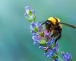 Discovering the importance of bees