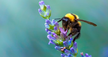 Discovering the importance of bees