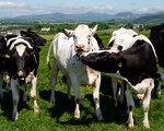 The future of Arla and dairy