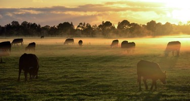 What is sustainable farming?