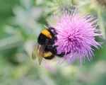 Project pollinator gets bees buzzing again