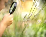 How to create a bee-friendly garden