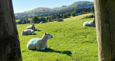 Is sheep’s milk lactose-free?