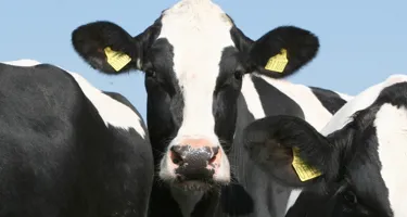 Farming and emissions