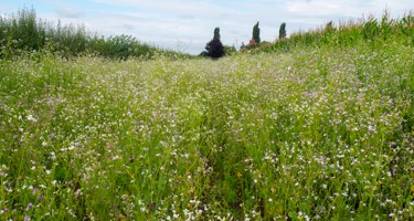 Hay fever is worth it for the bees