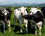 What’s the future of sustainable dairy?