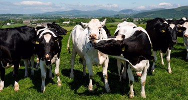 What’s the future of sustainable dairy?