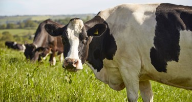 Can we balance our diet while balancing our impact on the environment?